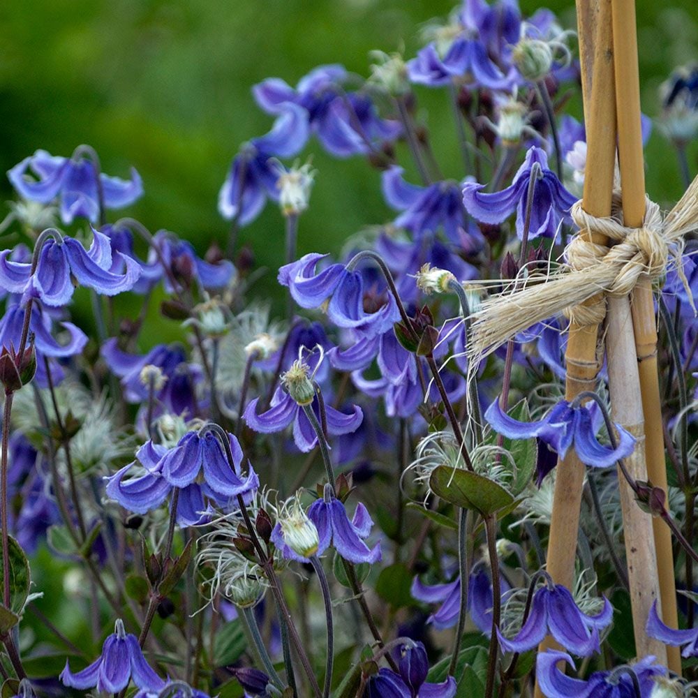 Clematis 'Stand By Me'