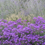  Symphyotrichum novae-angliae 'Purple Dome'