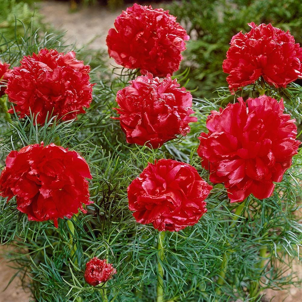 Peony tenuifolia 'Plena'