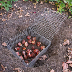 Tools & Supplies for Tulip Planting