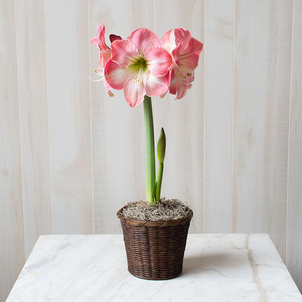 Amaryllis 'Caprice'