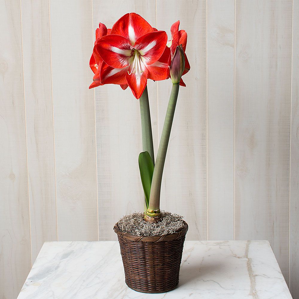 Amaryllis 'Stargazer'