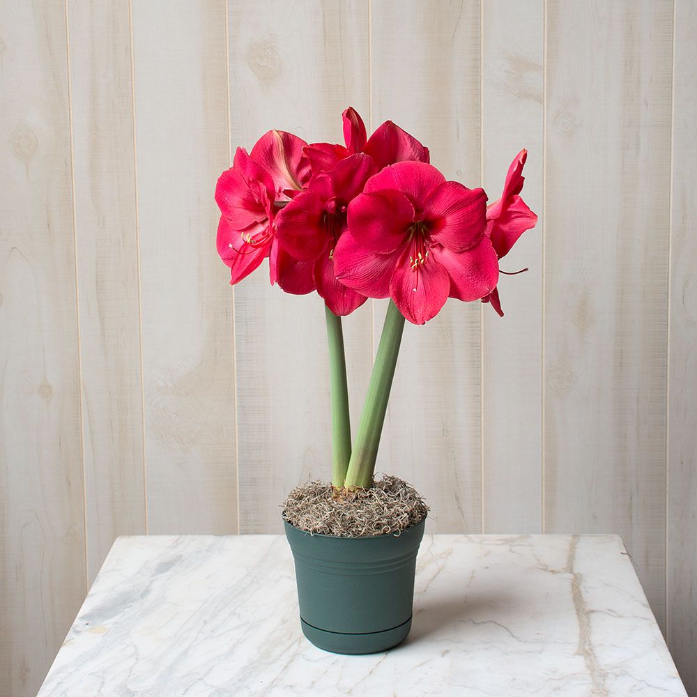 Amaryllis Lagoon White Flower Farm