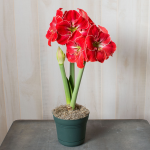  Amaryllis 'Magical Touch,' one bulb in nursery pot