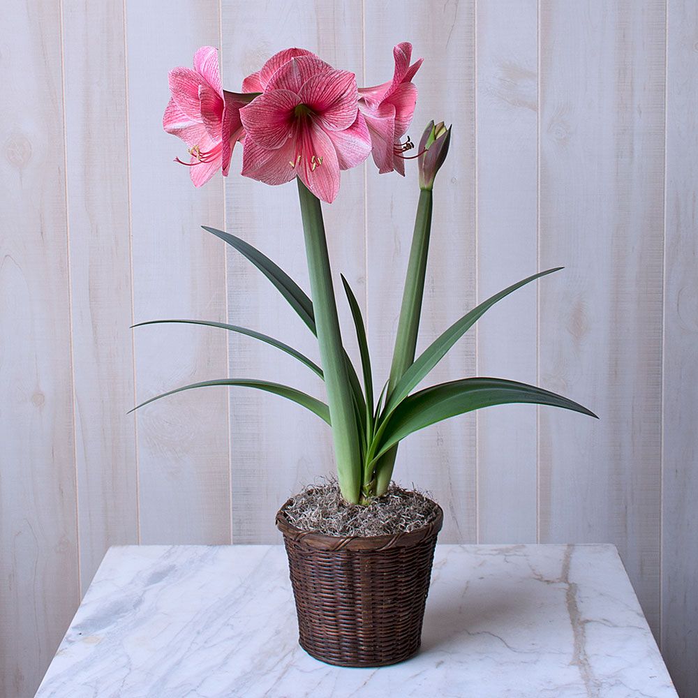 Amaryllis 'Purple Rain'