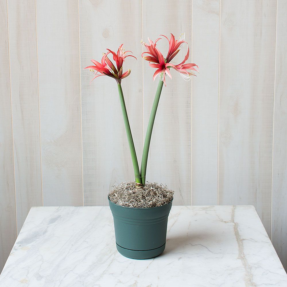Amaryllis 'Rosado'