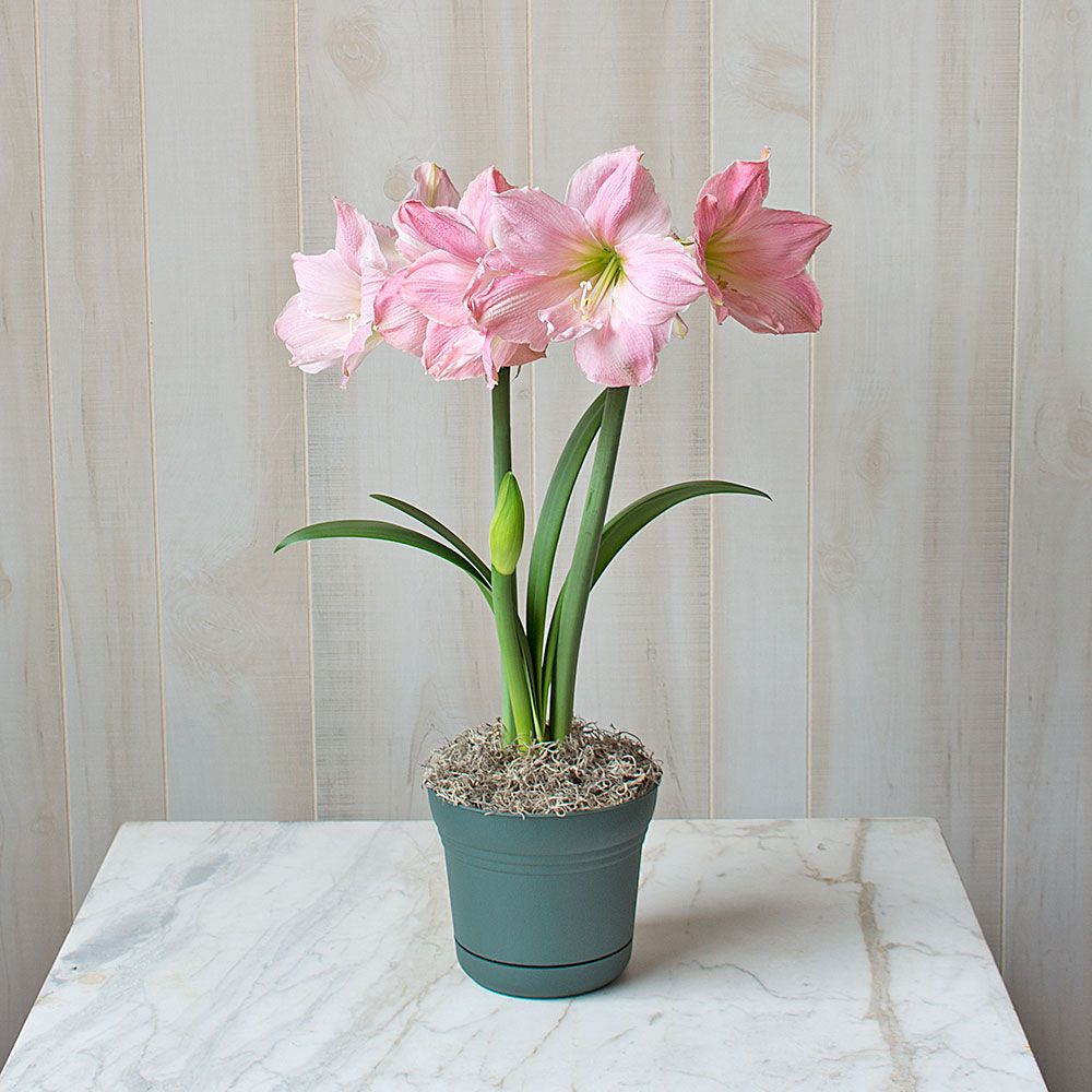 Amaryllis Sweet Star | White Flower Farm