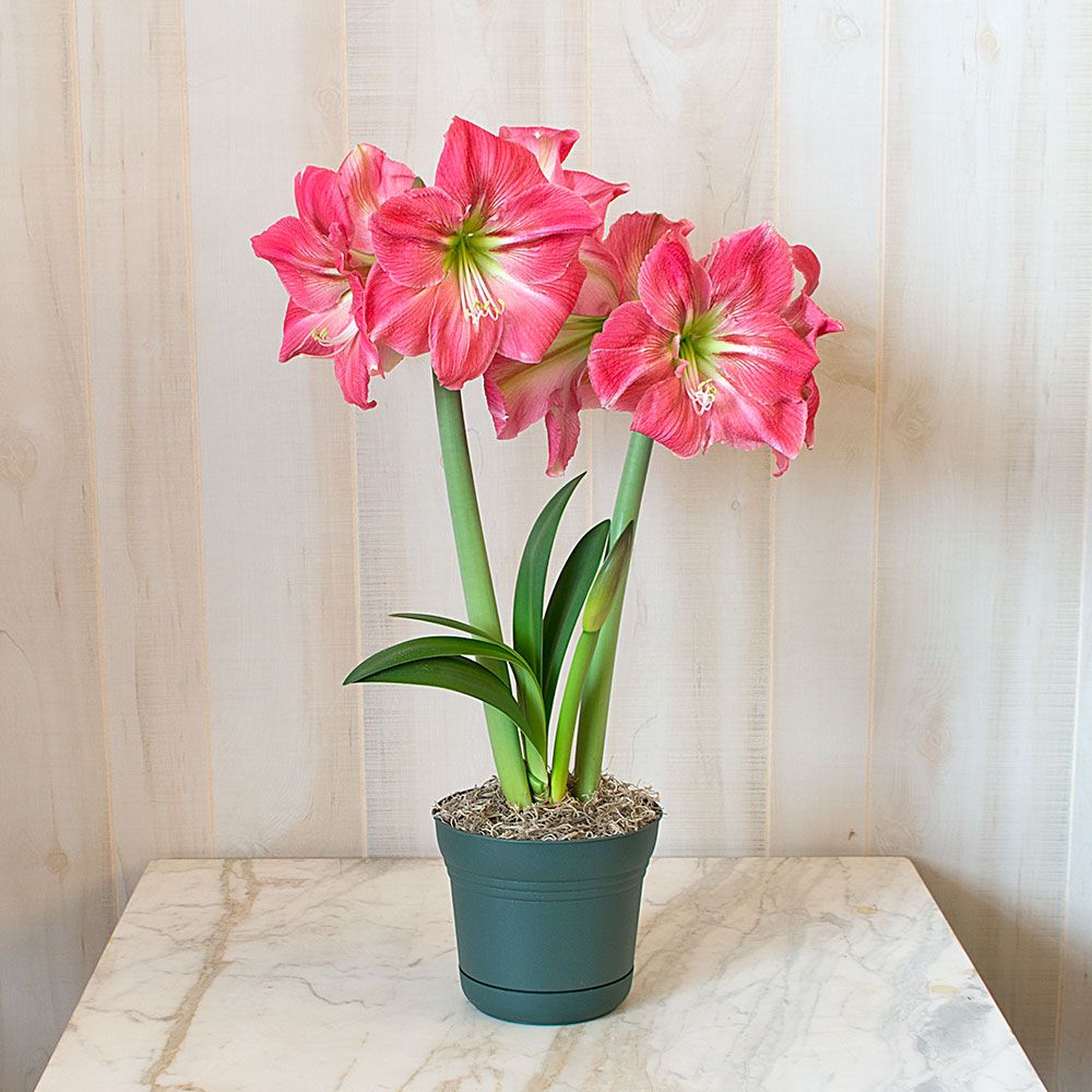 Amaryllis Candy Floss | White Flower Farm