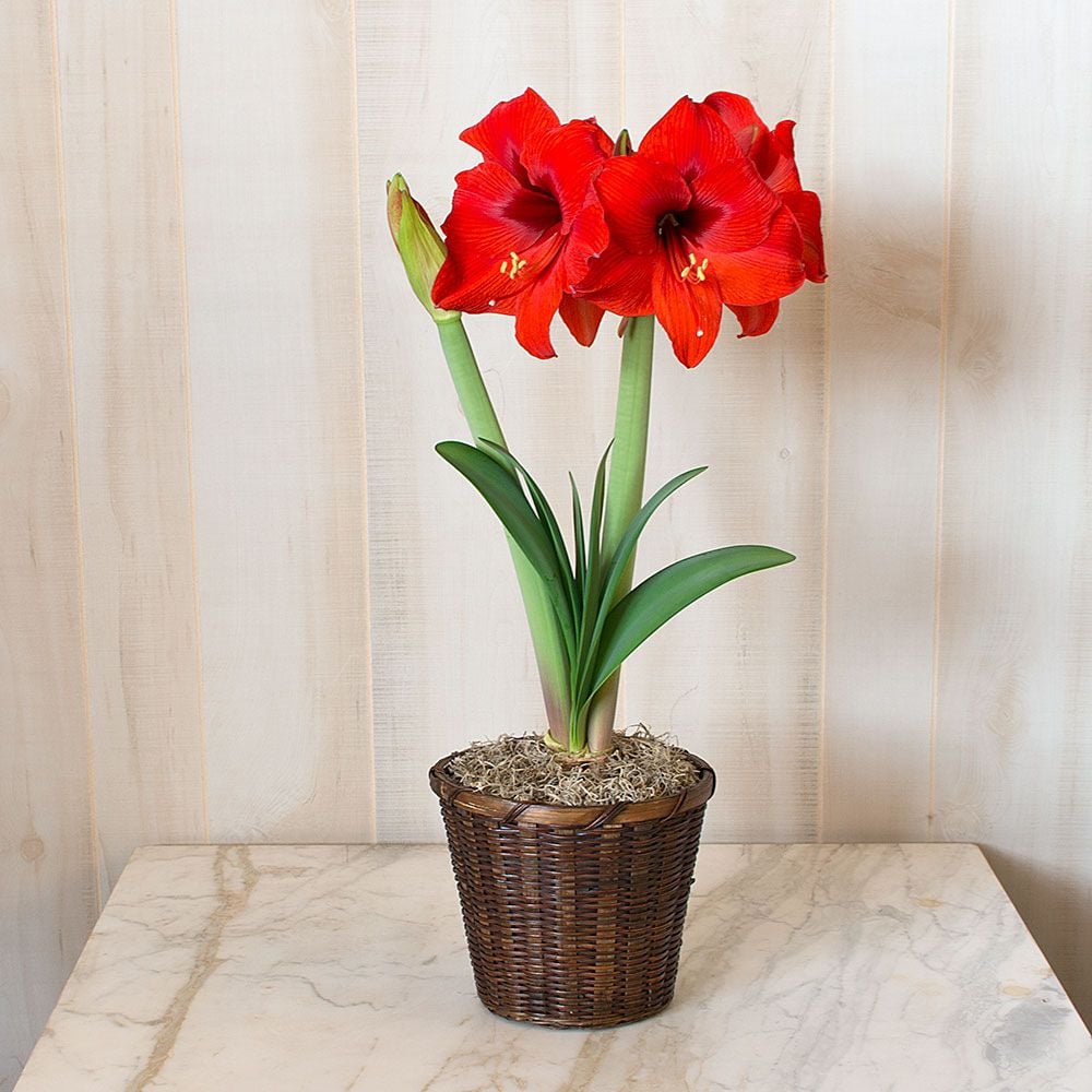 Amaryllis Double Six®