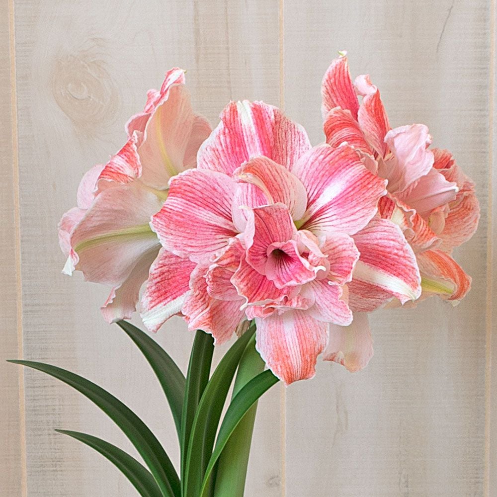 Amaryllis First Love®