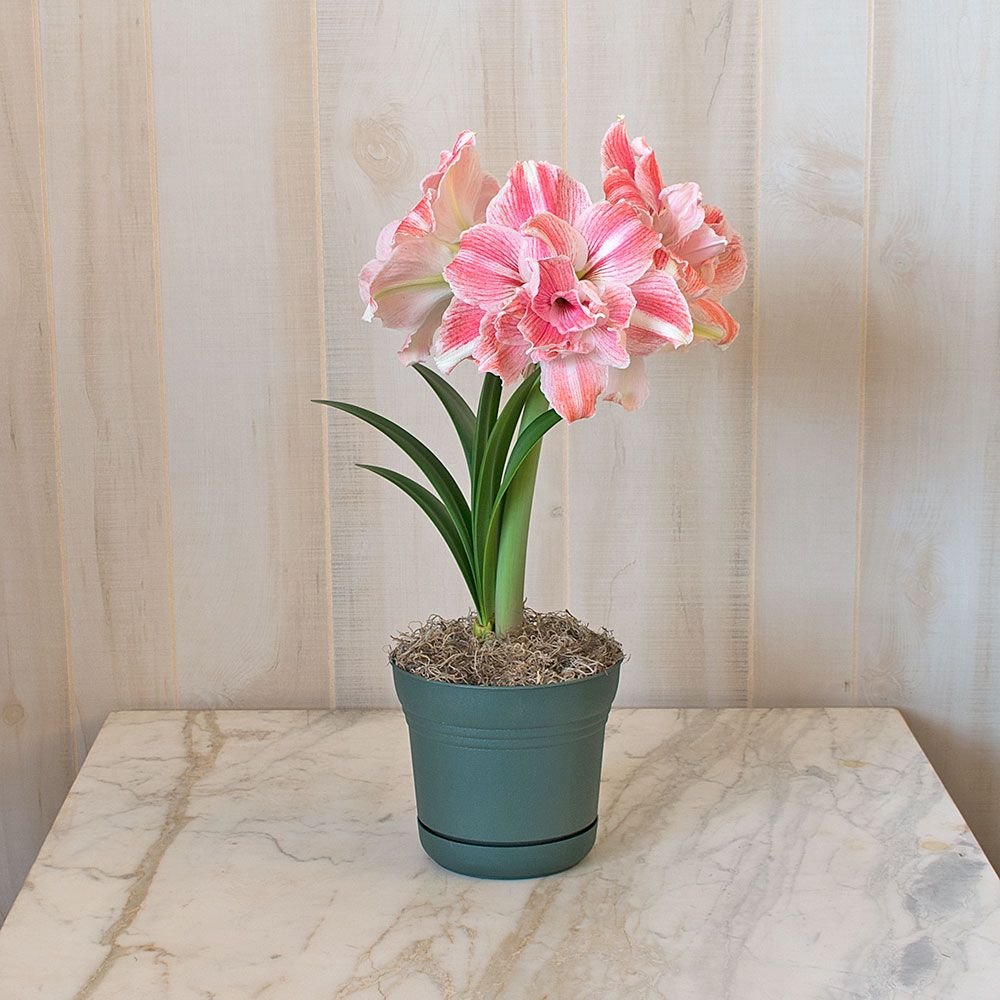 Amaryllis First Love®