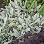  Stachys byzantina 'Fuzzy Wuzzy'