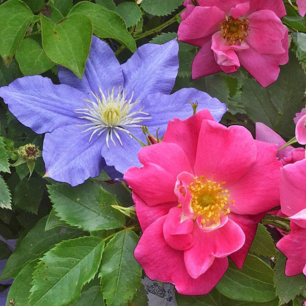 Summer Enchantment Rose & Clematis Duo