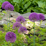  Allium 'Purple Sensation'