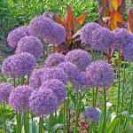  Allium 'Globemaster'