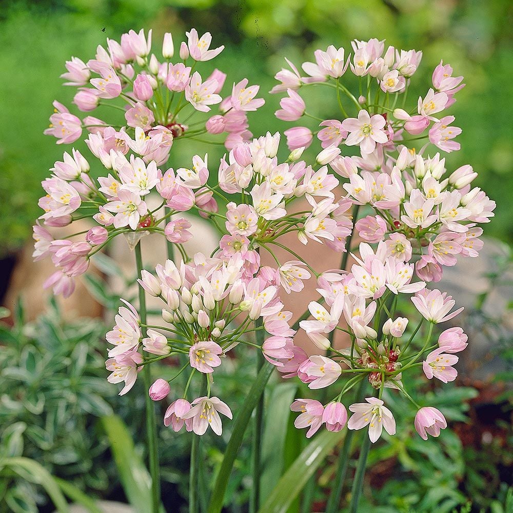 Allium roseum bulbiferum