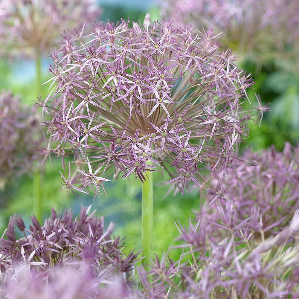 Allium cristophii