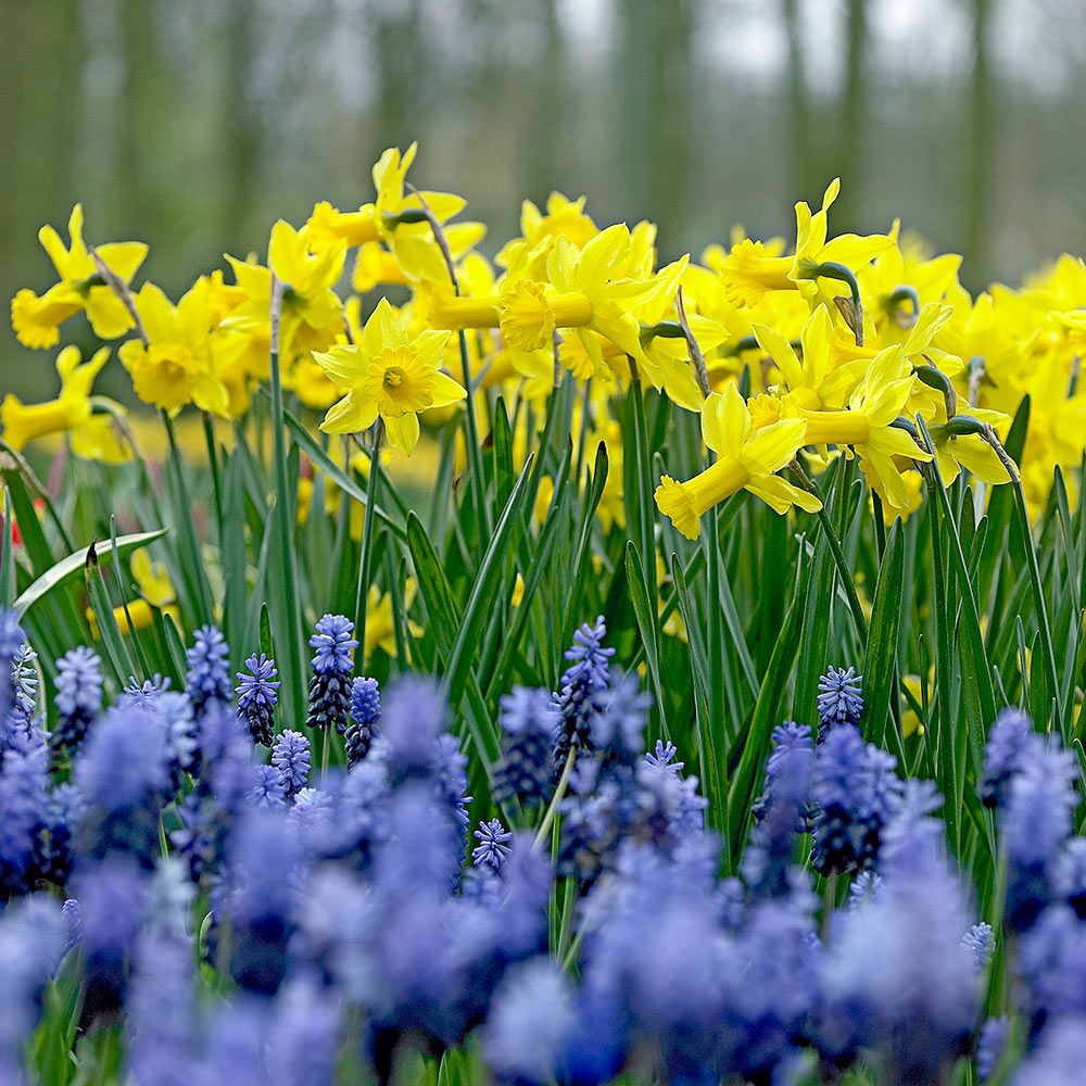 Narcissus 'Peeping Tom' | White Flower Farm