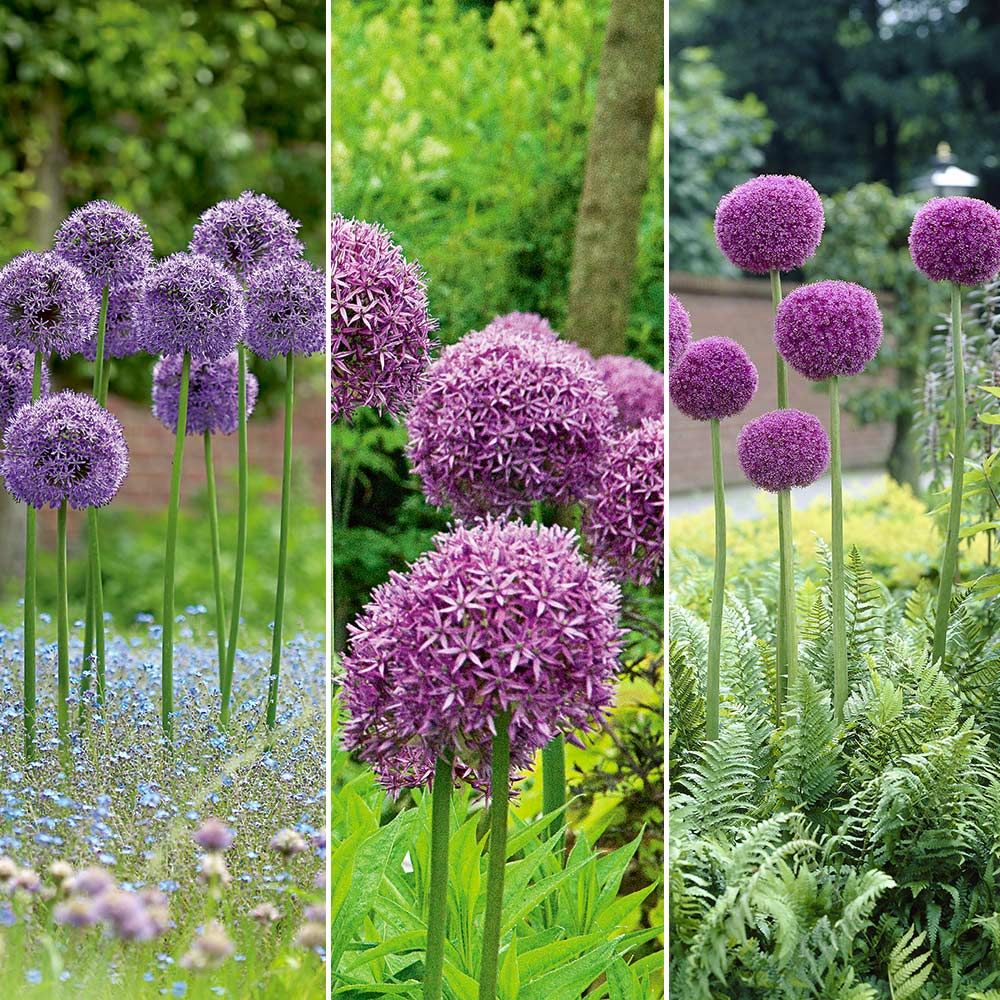 Long-Blooming Allium Trio