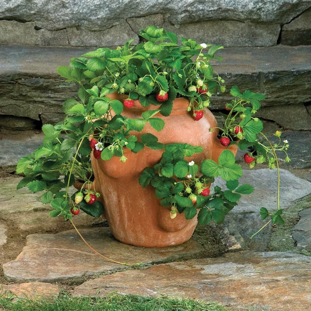 Strawberry Jar and 'Mara des Bois’  Strawberries