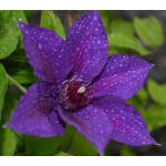 Garden Specials & Flower Coupon | White Flower Farm