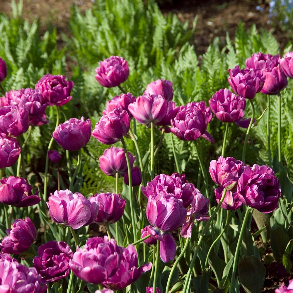 Tulip 'Blue Diamond' White Flower Farm
