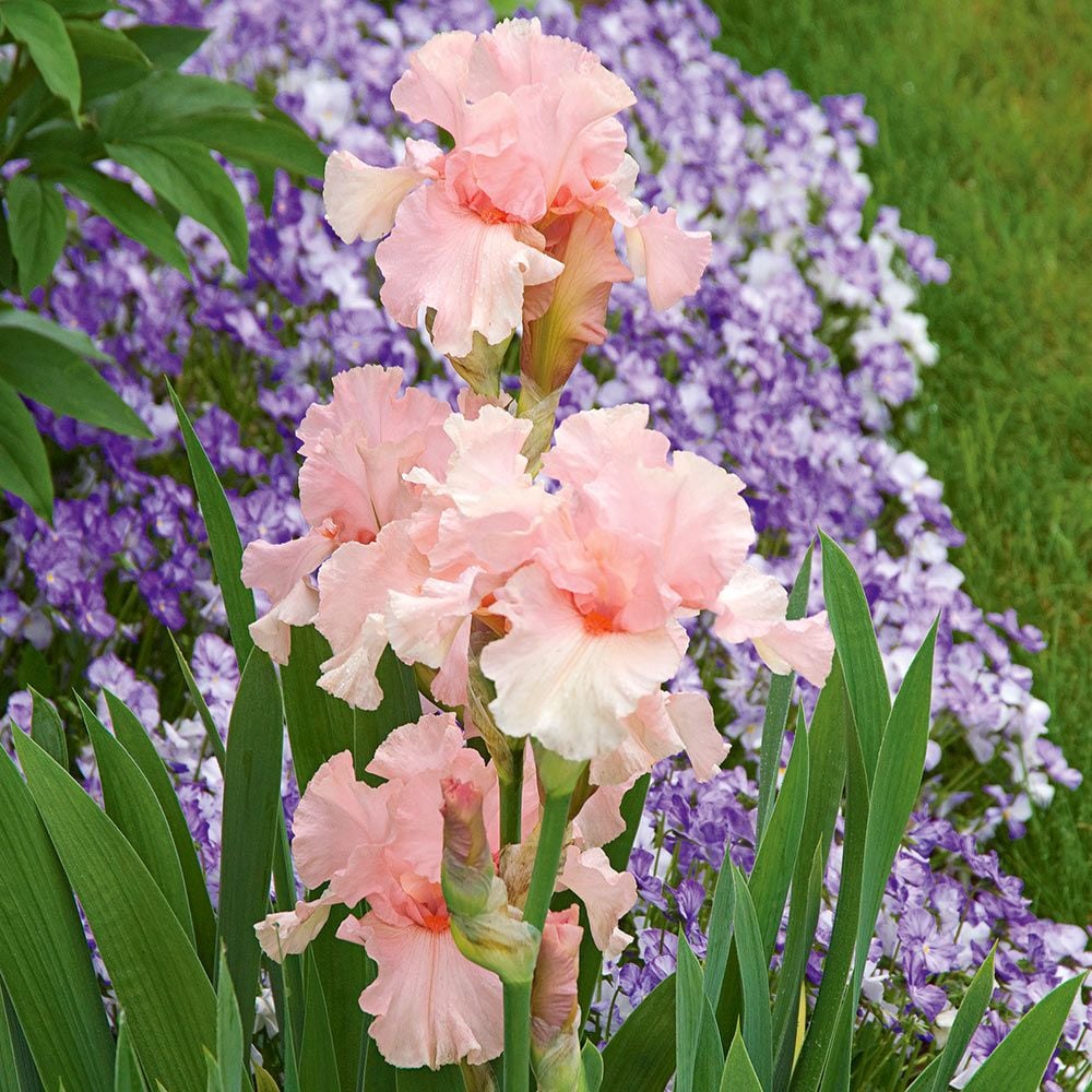 Iris germanica 'Lenora Pearl' - Reblooming