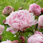  Peony 'Sarah Bernhardt'