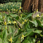  Erythronium 'Pagoda'