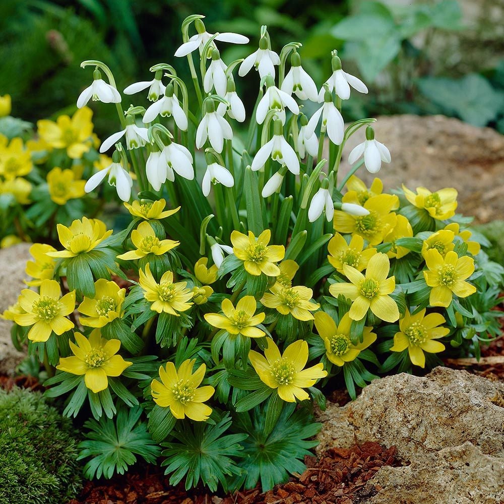 Eranthis Hyemalis White Flower Farm