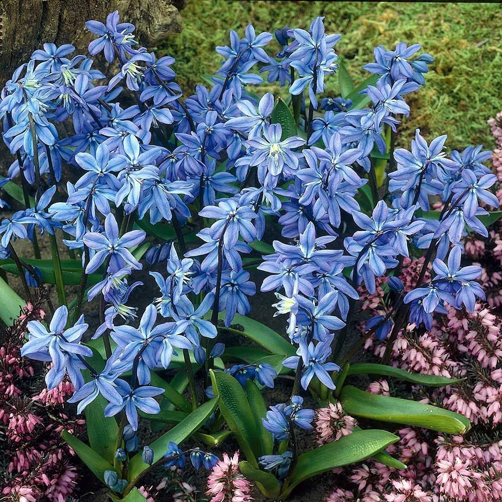 Scilla siberica 'Spring Beauty'