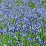  Hyacinthoides non-scripta