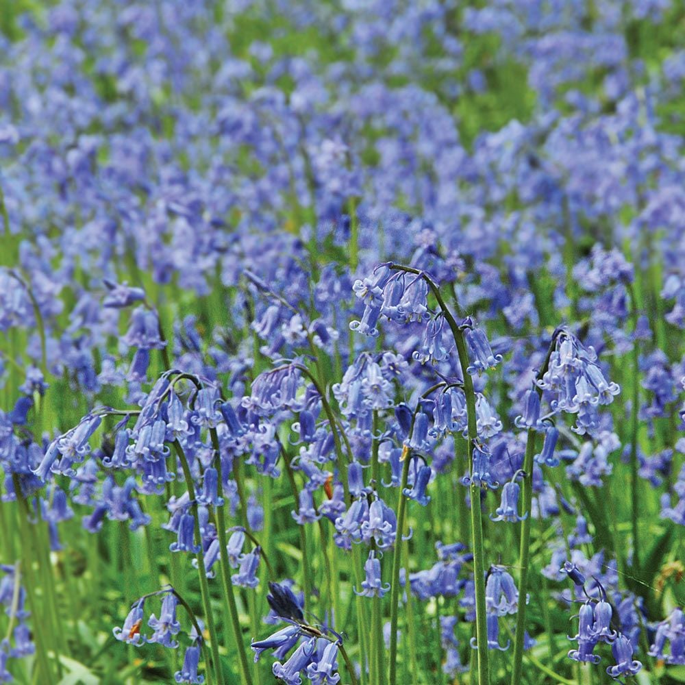 Hyacinthoides non-scripta