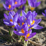  Crocus sieberi 'Tricolor'