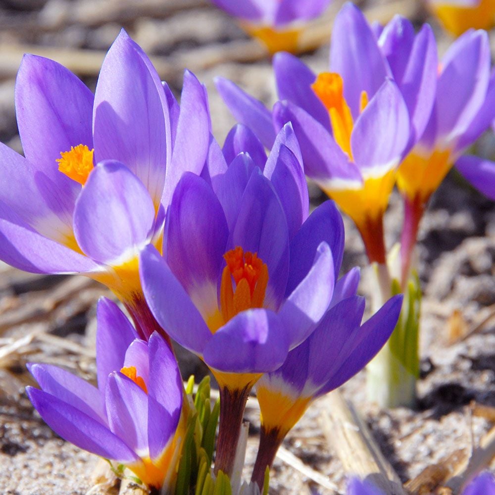 LargeFlowering Lavender Shades Crocus Mix White Flower Farm
