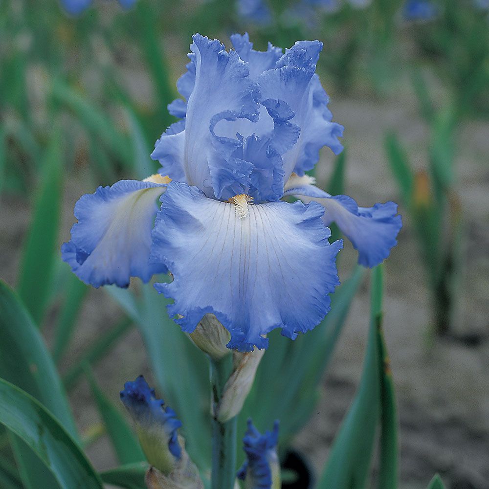 Ultimate Reblooming Iris Collection | White Flower Farm