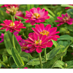  Zinnia Double Zahara® Cherry