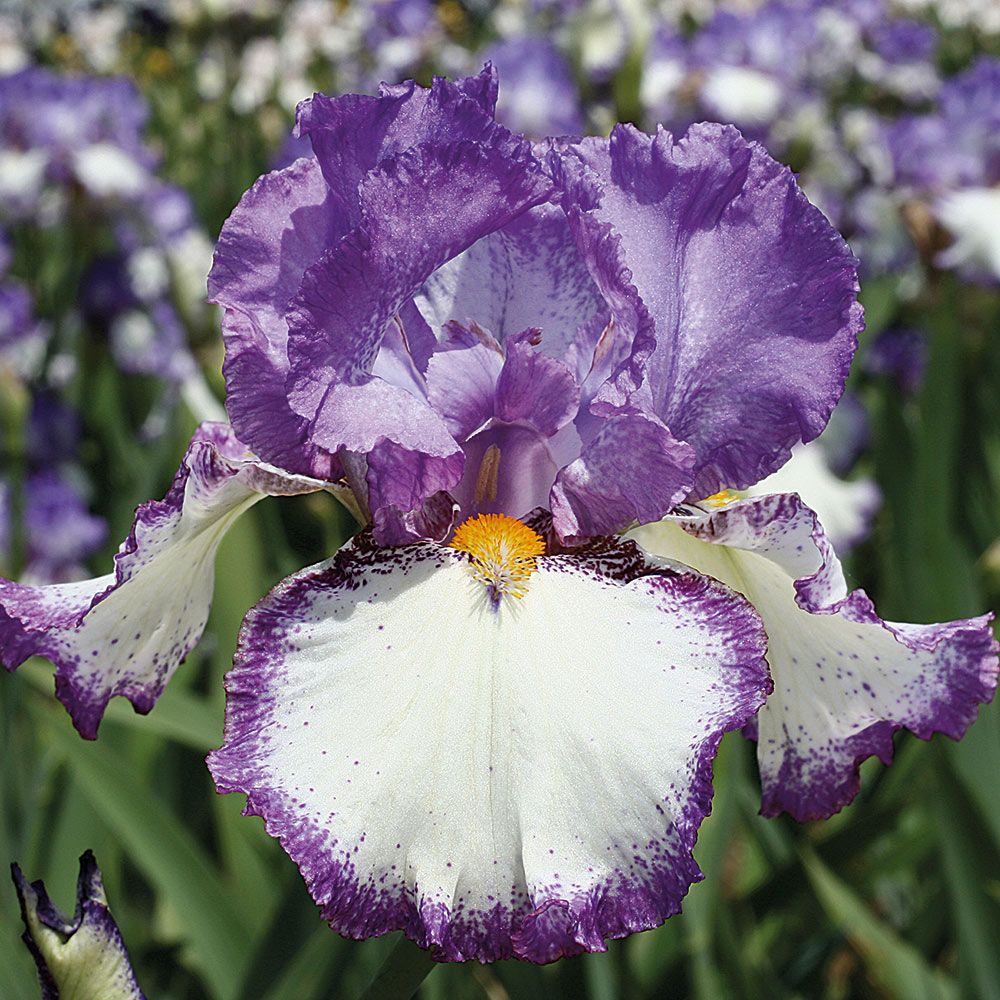 Summer Twilight Bearded Iris Collection - 6 plants | White ...