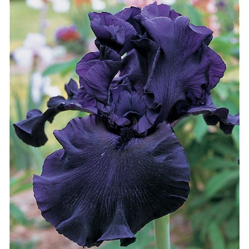 Iris Hello Darkness | White Flower Farm