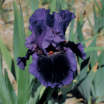  Iris germanica 'Pagan Dance' - Reblooming