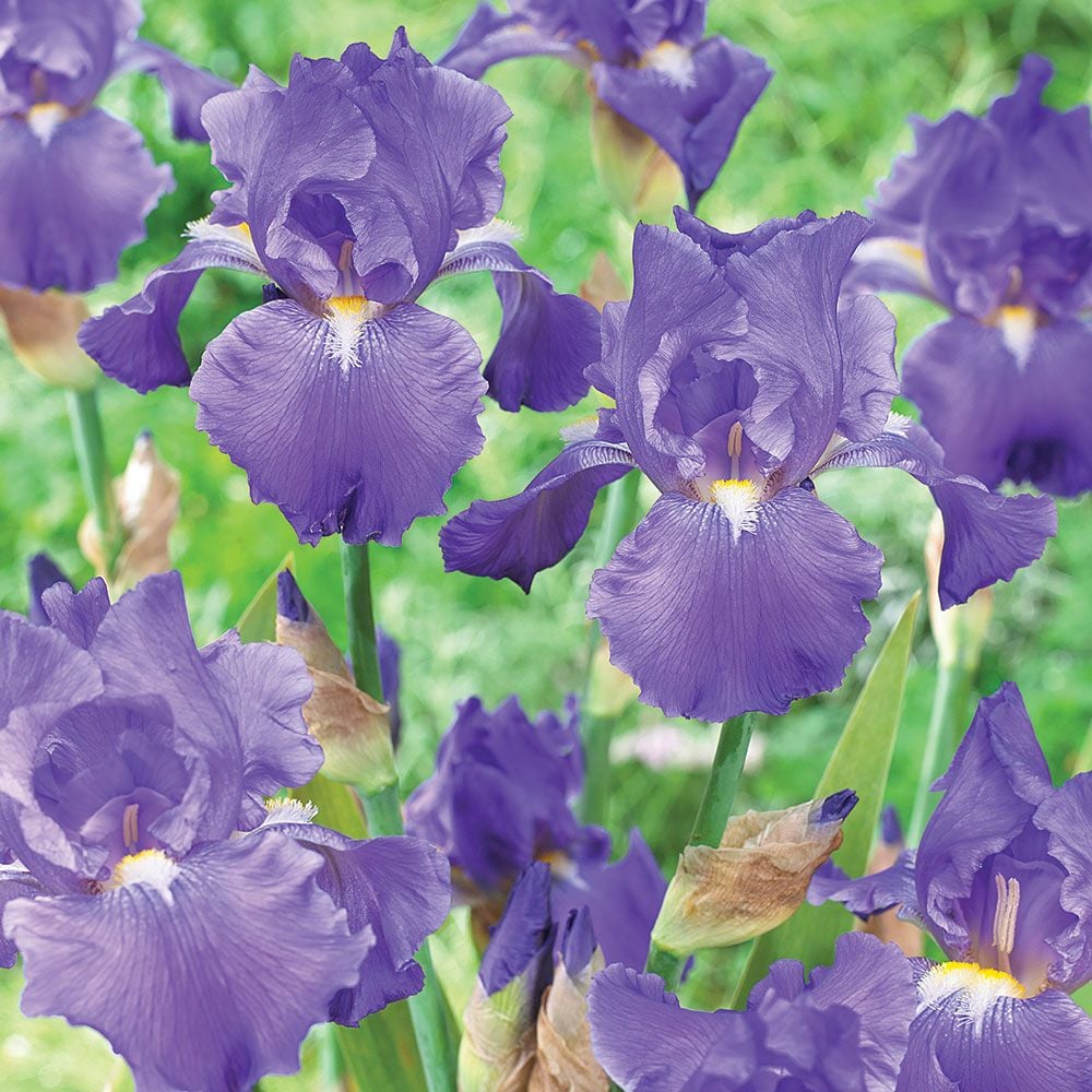 Iris germanica 'Blue Suede Shoes' - Reblooming