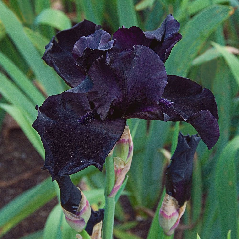 Iris germanica 'Before the Storm'