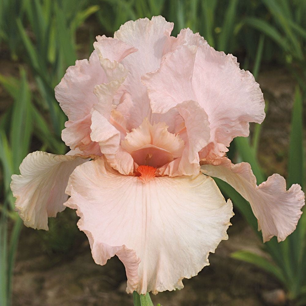 Iris germanica 'Peggy Sue' - Reblooming