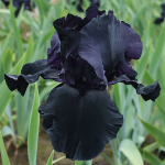  Iris germanica 'Blackwater'