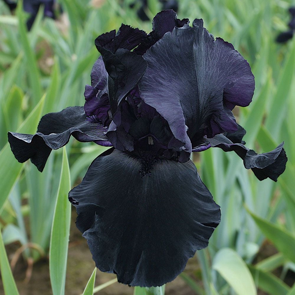 Iris germanica 'Blackwater'