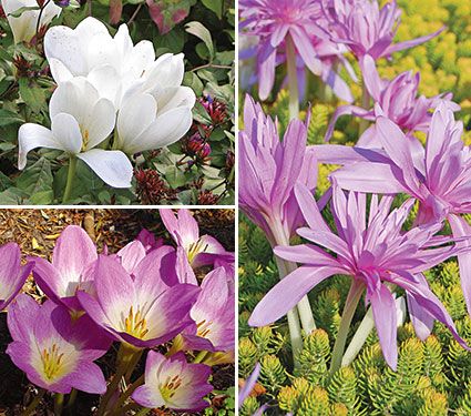 Colchicum Sampler