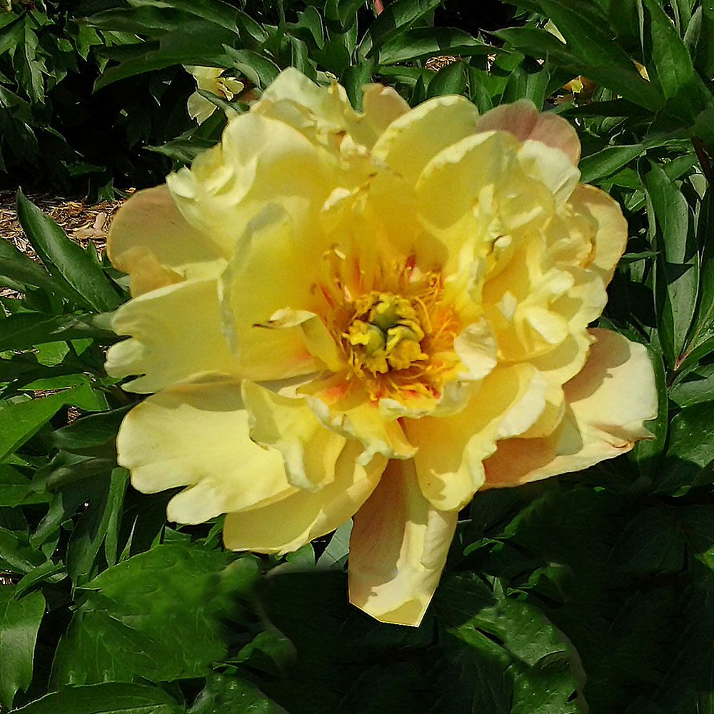Itoh Peony 'Joanna Marlene'
