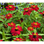  Zinnia Zahara® Red