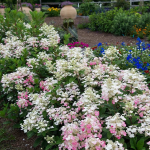 Hydrangeas for Small Spaces