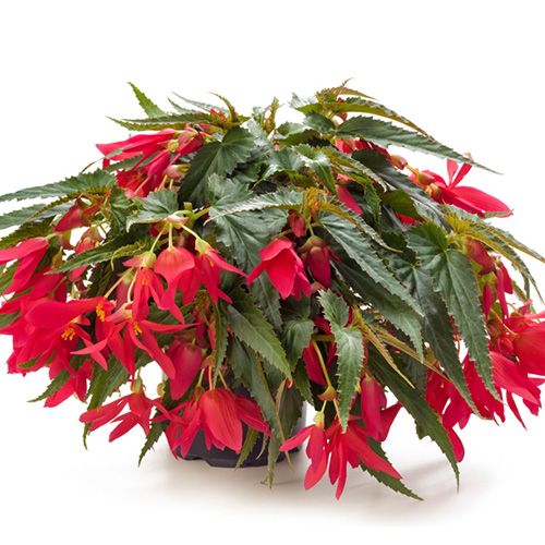 Begonia boliviensis Waterfalls® Encanto Pink White Flower Farm